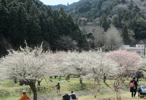 梅風景