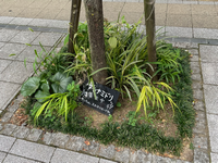 アシナミドリプロジェクト