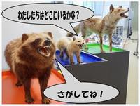 剥製