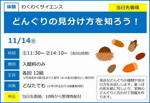 1114どんぐり