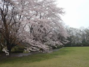 二の丸　桜