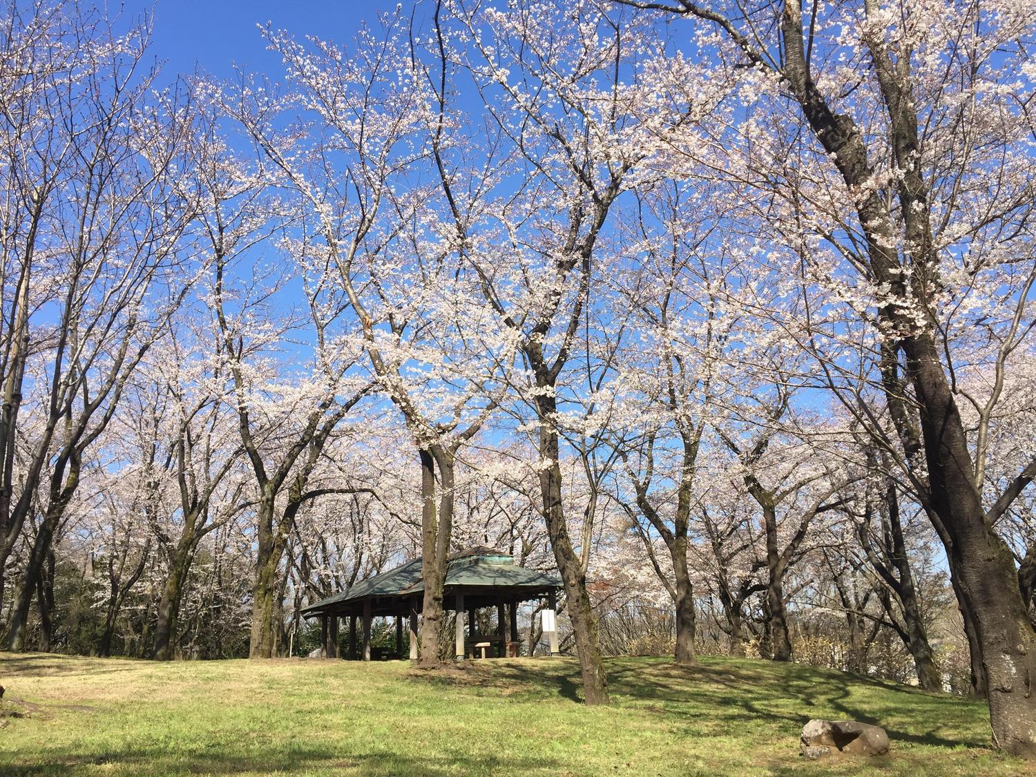 桜