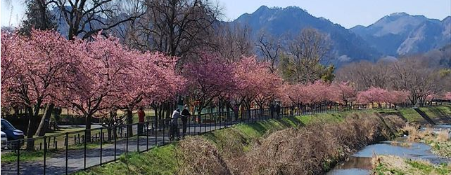 河津桜横長