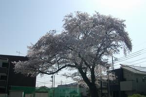 桜