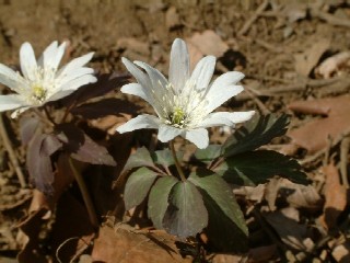 アズマイチゲの花