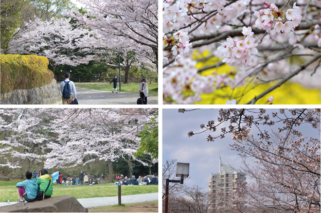 南大沢の桜