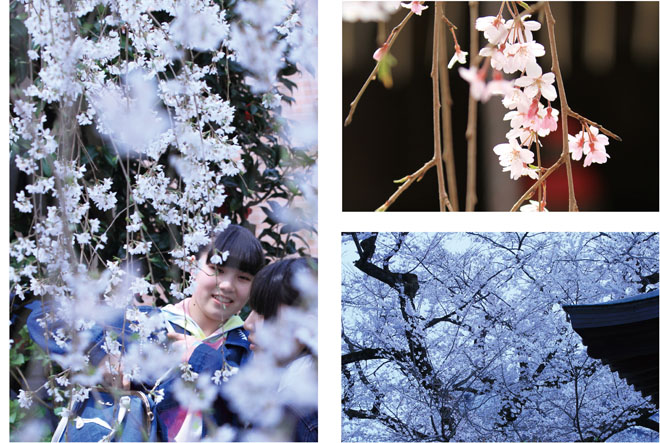 大光寺・高楽寺の桜