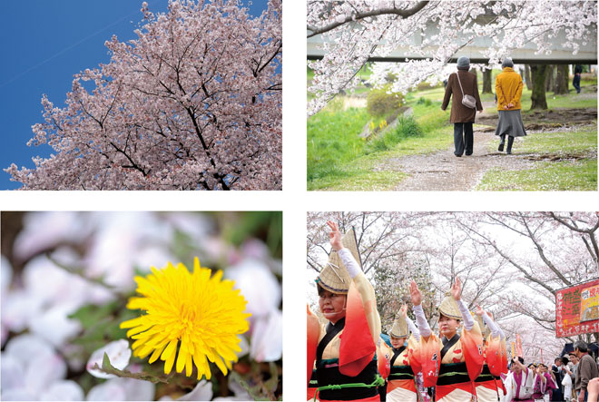 南浅川・陵南公園の桜の写真