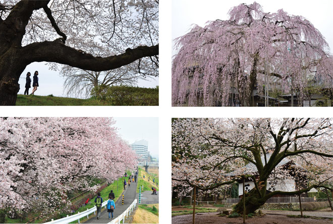 浅川・高楽時・広園寺の桜の写真