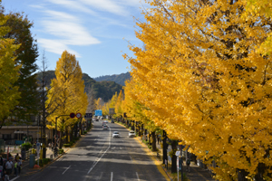 黄金色に染まる甲州街道