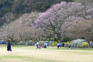 少しずつ薄桃色に