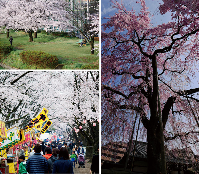 富士森公園・高楽寺・浅川の桜の写真