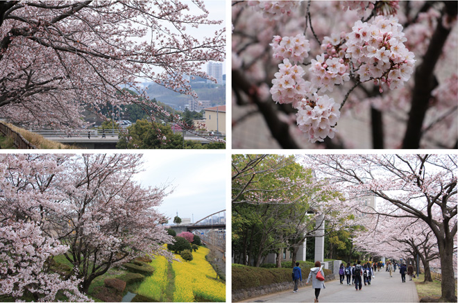 南大沢の桜の写真