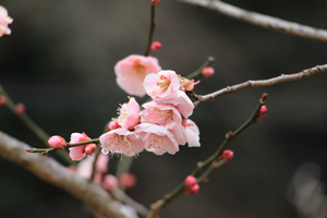 可憐な梅の花