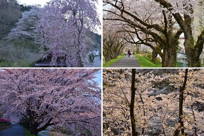 桜