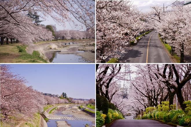 桜開花