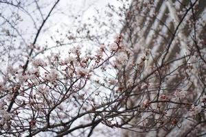 桜3