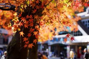 高尾山もみじまつり2