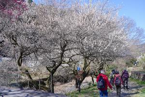 高尾梅郷梅まつり3
