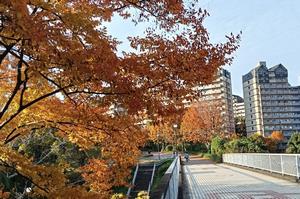 秋の風景(南大沢周辺)3